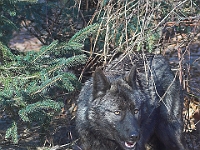 Arctic Wolf 019